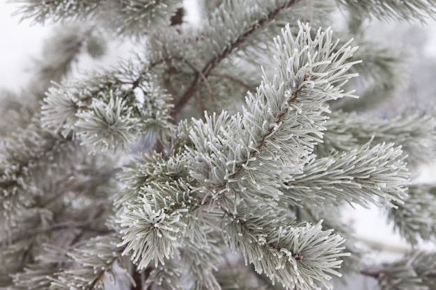 Frost on pine tree branch