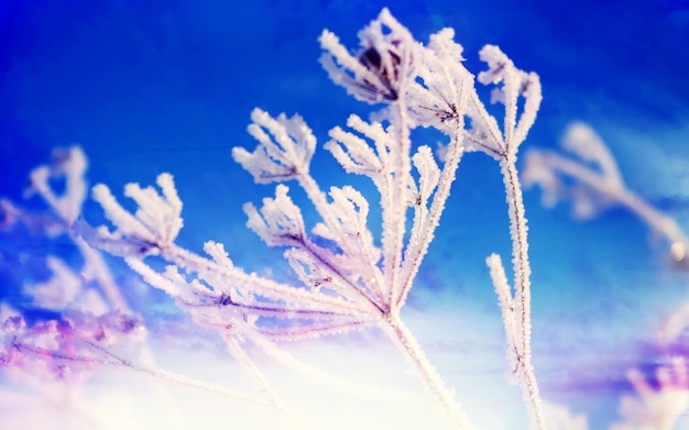 the frost on the plant is frosted with the blue sky in the background