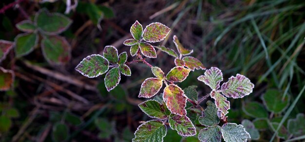 Photo frost on a plant