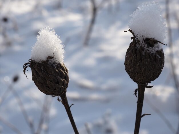 雪に覆われた牧草地の植物の霜