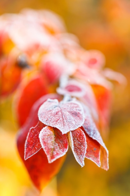Foto la brina sulle foglie rosse si chiuda in autunno