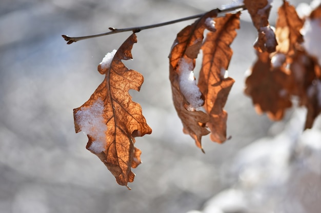 Frost and snow on branches. Beautiful winter seasonal  background. Beautiful nature.