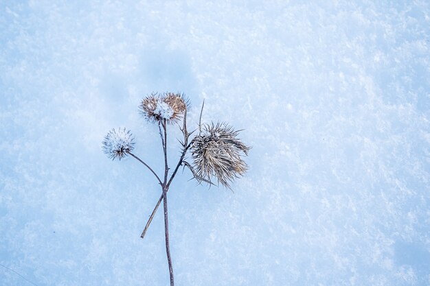 Gelo e cardi innevati in un campo selvaggio nell'inverno.