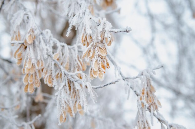 Frost and snow on dry forest bushes and seeds