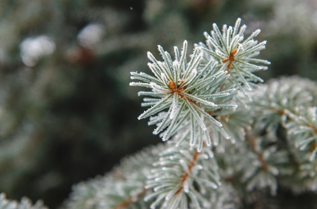 Frost and snow on green needles of forest fir trees