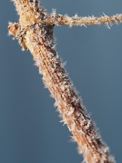 frost on the vine