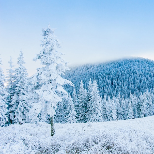 Frost in winter mountains