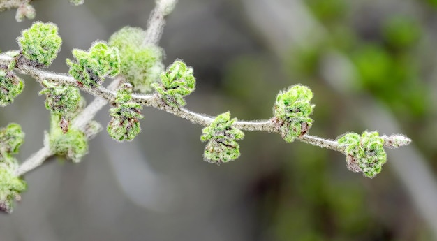 Frost on the young leaves on a branch