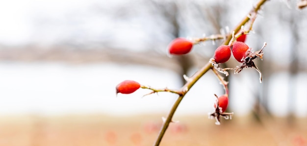 a frostcovered branch of a rose hip with red berries near a river in winter