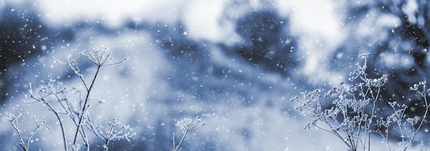 Frostcovered dry plants in the forest on a meadow during snowfall