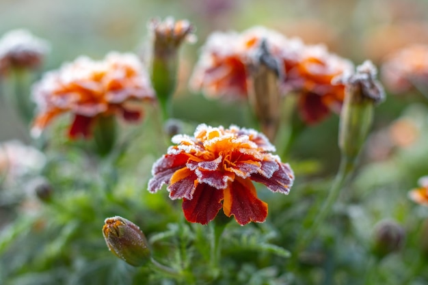 Frostcovered goudsbloemen in de tuin in de late herfst