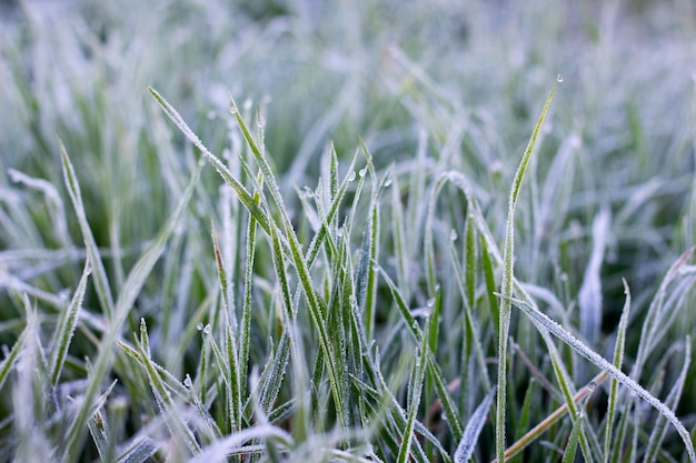 Frostcovered gras op de vroege winter winter achtergrond