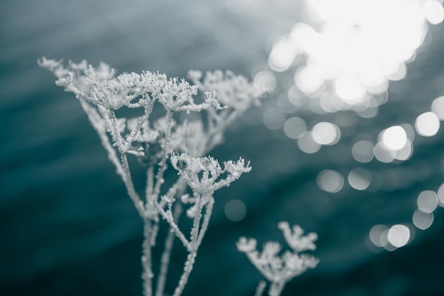 Frostcovered planten aan de oever van het meer Macro opname ondiepe scherptediepte Winter natuur achtergrond