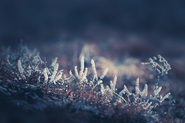 Frostcovered plants in autumn forest Autumn nature background