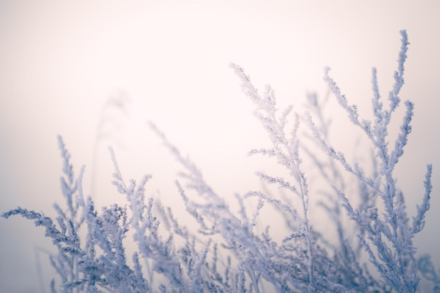 Piante coperte di ghiaccio nella foresta invernale all'alba sfondo della natura invernale