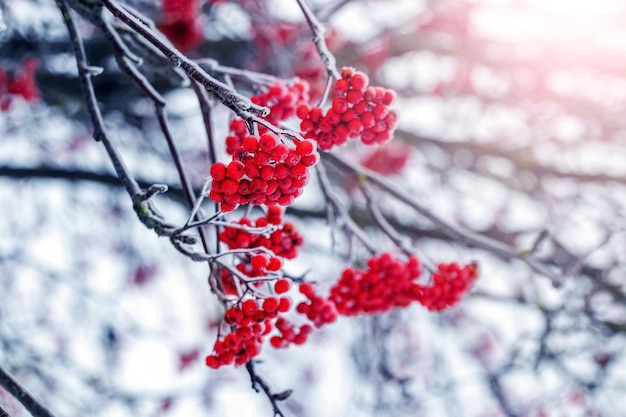 Frostcovered red rowan berries on a tree in winter