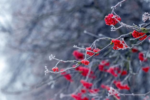 Frostcovered red rowan berries on a tree in winter