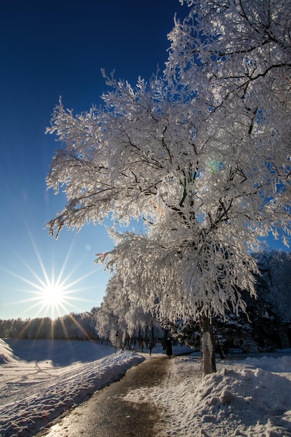 Photo frostcovered tree branches in a winter landscape illuminated by the lowlying sun