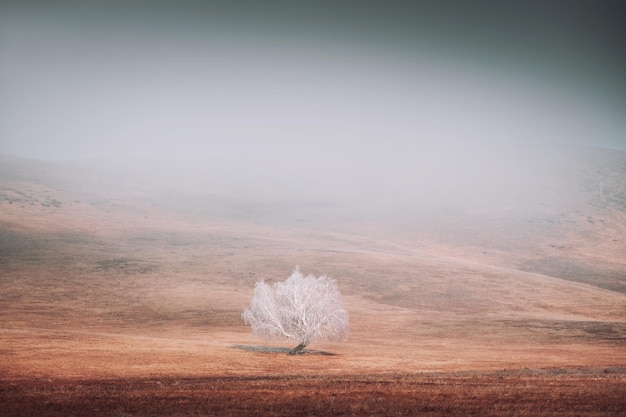 Фото Замерзшее дерево в осенних горах на туманном восходе солнца