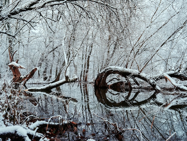 Frostdriftwood와 눈, 폴란드에있는 강에 나무