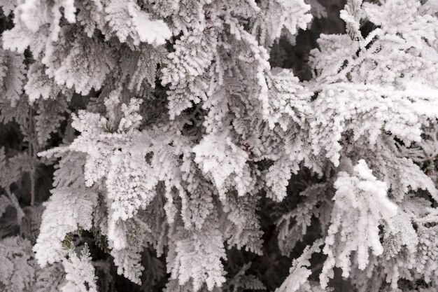 Frosted branch of the thuja tree in the city park of Volgograd