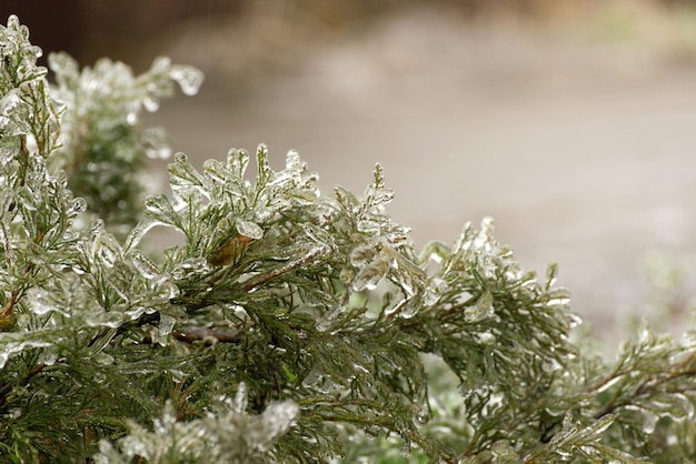 Frosted branches of a fir tree winter seasonal background selective focus image