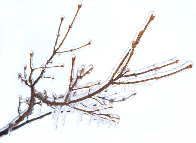 Frosted branches of a tree covered with ice and icicles on white