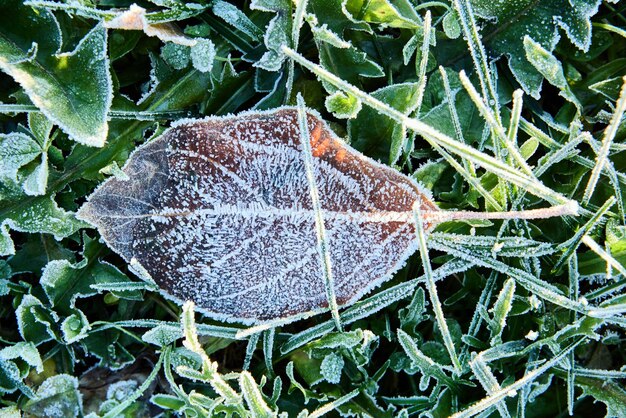 Photo frosted burgundy apple leaf fallen on grass