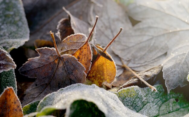 Frosted dry autumn leaves.