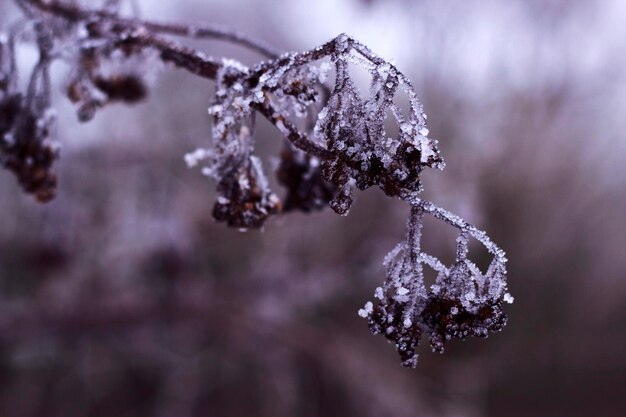 frosted elderberry branch with close up of winter nature