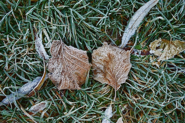 frosted evergreen juniper in snow at late autumn, winter