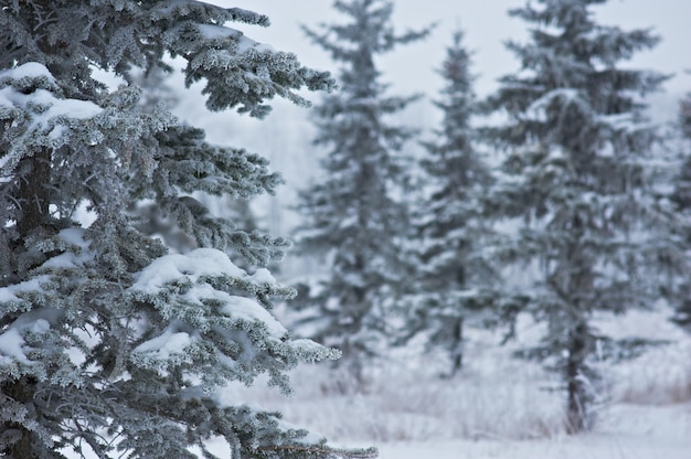 Frosted Fir Needles