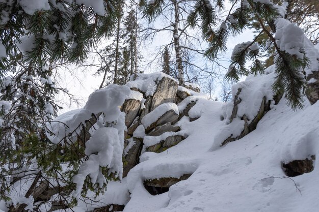 Frosted forest on snow covered stone mountain range