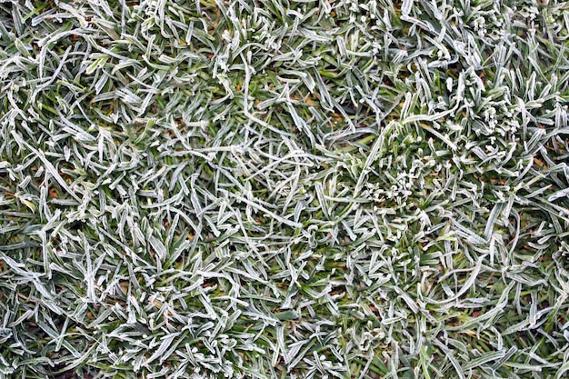 Frosted grass