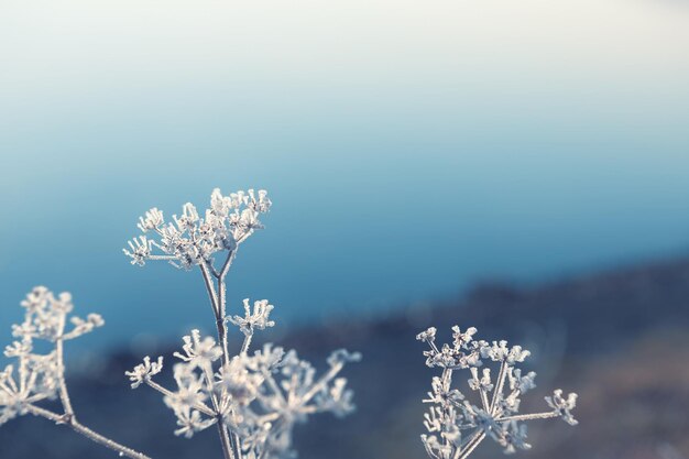 호수 기슭에 서리로 덥은 식물 매크로 이미지 얕은 피사계 심도 아름다운 자연 배경