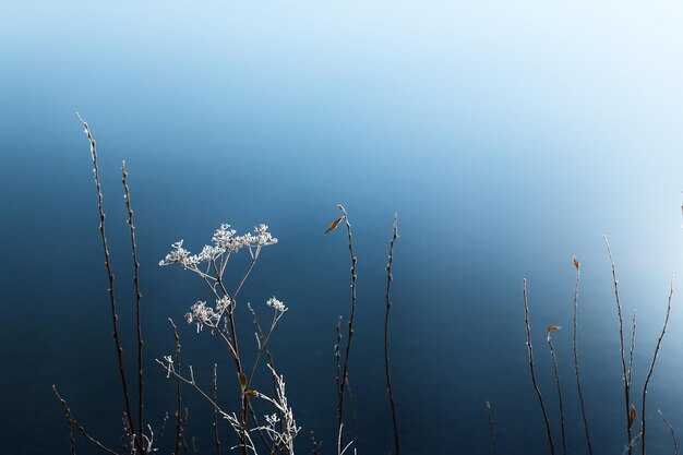 Frosted plants on the shore of lake at sunrise. Macro image, shallow depth of field. Beautiful nature background