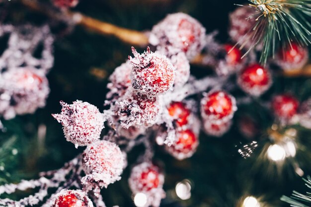 Frosted red berries as a decoration on a Christmas tree closeup
