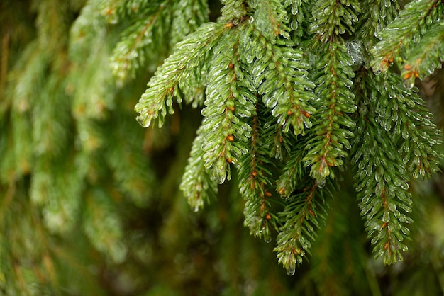 Frosted takken van een dennenboom winter seizoensgebonden achtergrond selectieve focus afbeelding