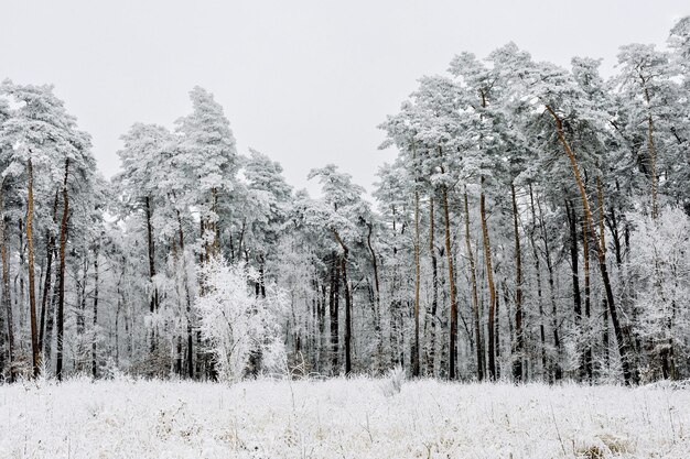 写真 凍った木の冬の雪