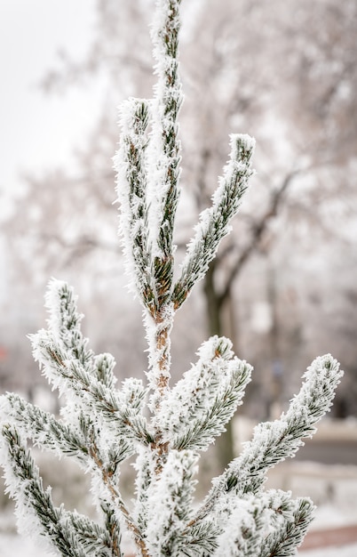 Photo frosted tree