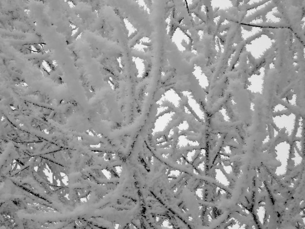 Frosted trees against a snowy field Leningrad region