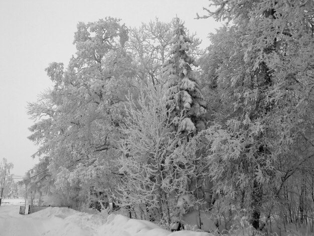 Frosted trees against a snowy field Leningrad region