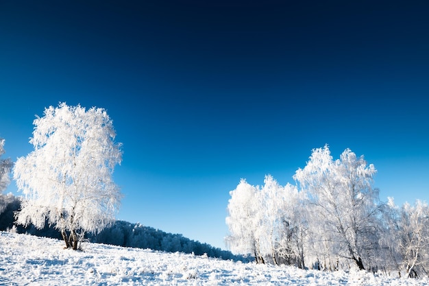 Frosted trees on the forest meadow against the blue sky. Beautiful winter landscape. South Ural, Russia