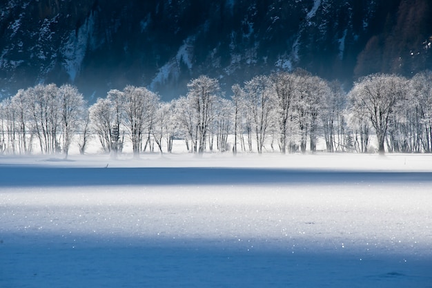 Frosted trees