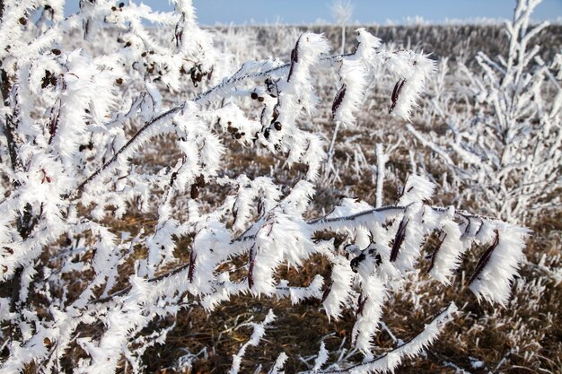 Frostkristallen vast aan de takken.