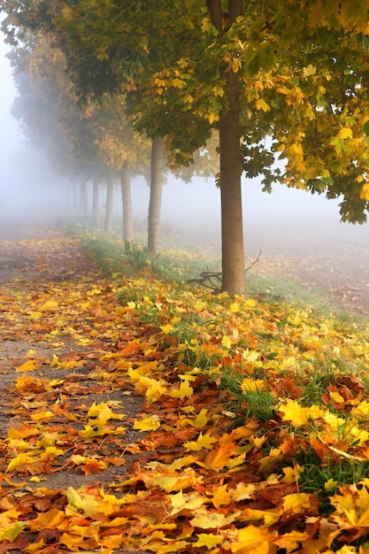 Frosty autumn leaves