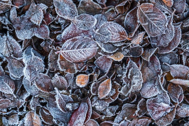 Frosty bladeren met glanzende ijs vorst in besneeuwde bos park gevallen bladeren bedekt met hoarfrost en in sneeuw