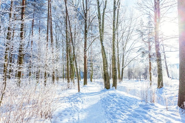 Frosty bomen in besneeuwd bos koud weer in zonnige ochtend Rustige winter natuur in zonlicht Inspirerende natuurlijke wintertuin of park Rustige koele ecologie natuur landschap-achtergrond