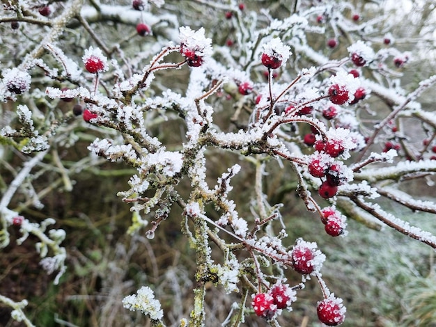 A frosty branch of a tree with red berries on it