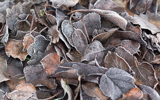 Frosty droge bruine bladeren, natuur patroon achtergrond.